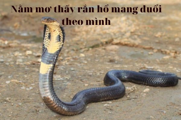 mo-thay-ran-duoi-theo-minh